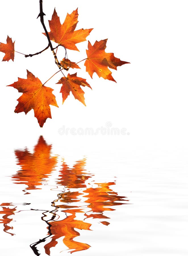 Red maple leaves reflection