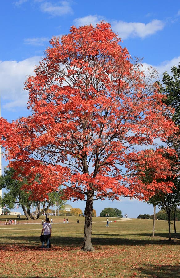 Red maple tree