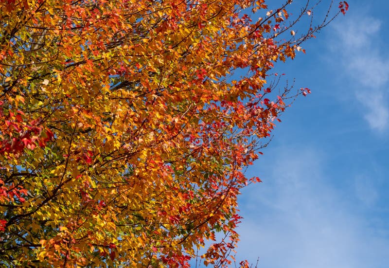 Red maple tree, also known as Acer Rubrum, in a blaze of colour in autumn. Photographed in Pinner, Middlesex, UK