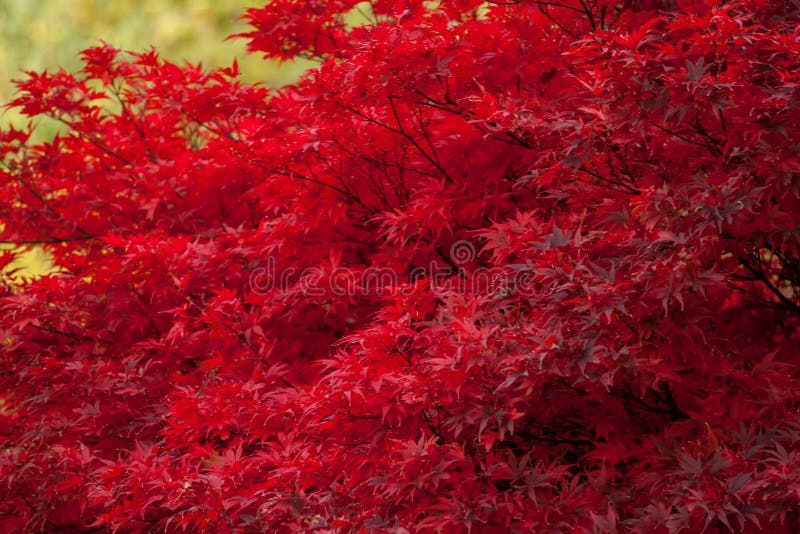 Red Colour Leaf Small Tree Wallpaper Stock Photos - Free & Royalty-Free  Stock Photos from Dreamstime