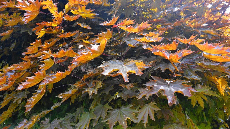 Red maple tree with big and bright leaves in the morning sun close up. Acer rubrum, the red maple, also known as swamp, water or s