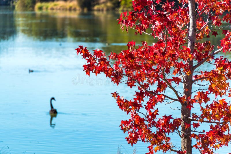 Red maple tree with black swan on the background