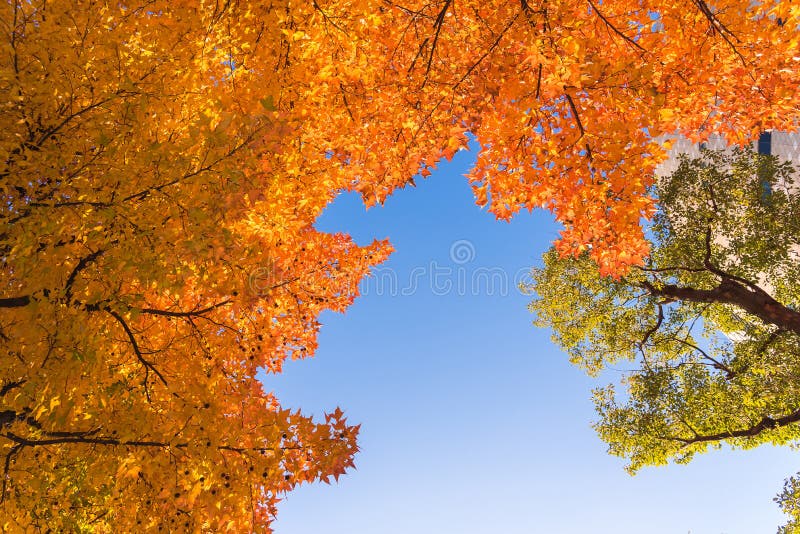 Red maple tree with golden sunlight and blue sky background, Japan.Red maple leaves/ branches in autumn season isolated on white b