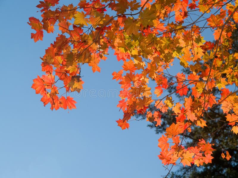 Red maple tree leaves against blue sky