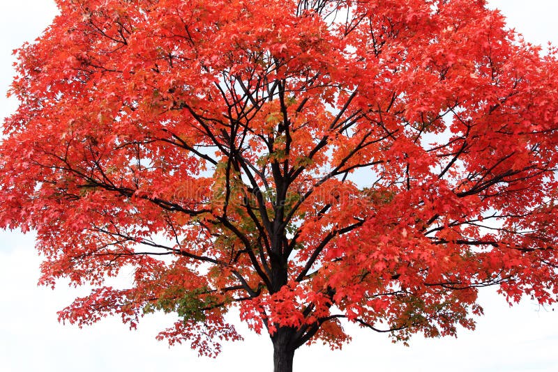 Red maple tree on light-grey background