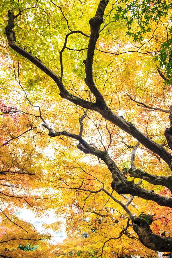 Red maple trees in a japanese garden