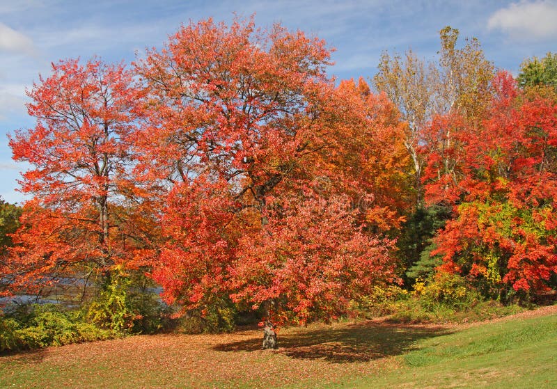 group of Red Maple trees at pond-side upstate rural New York acer rubrum in Autumn color under blue sky. group of Red Maple trees at pond-side upstate rural New York acer rubrum in Autumn color under blue sky