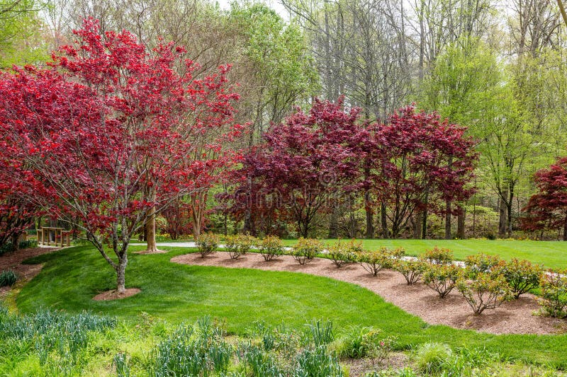 Red Maples in Lush Garden royalty free stock photography