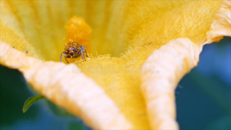 Red melon beetle on pumpkin flower