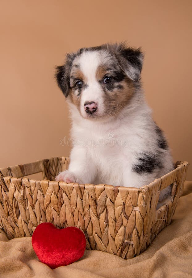310+ Red Merle Aussie Stock Photos, Pictures & Royalty-Free Images