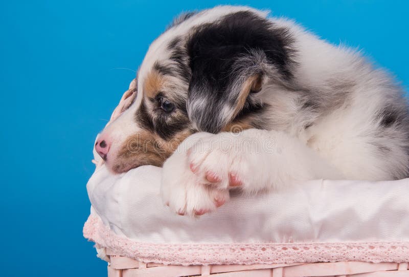 310+ Red Merle Aussie Stock Photos, Pictures & Royalty-Free Images