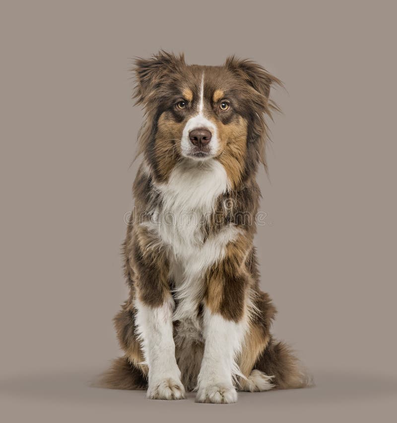 310+ Red Merle Aussie Stock Photos, Pictures & Royalty-Free Images