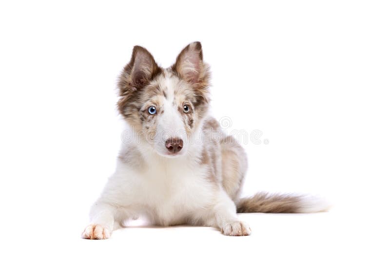 white merle collie