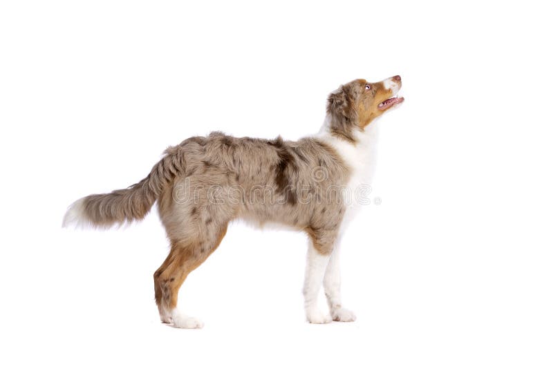 Red Merle Miniature American Shepherd Stock Image Image of young, begging 152322769