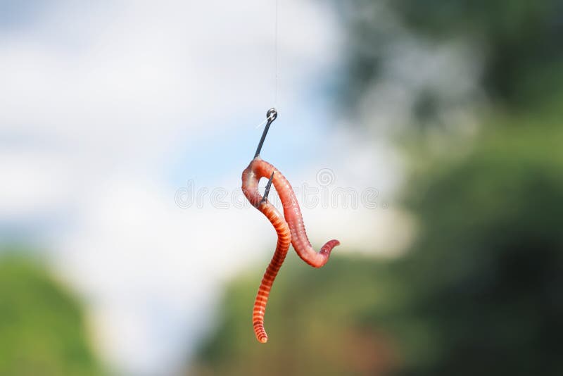 2,068 Worm Hook Stock Photos - Free & Royalty-Free Stock Photos from  Dreamstime