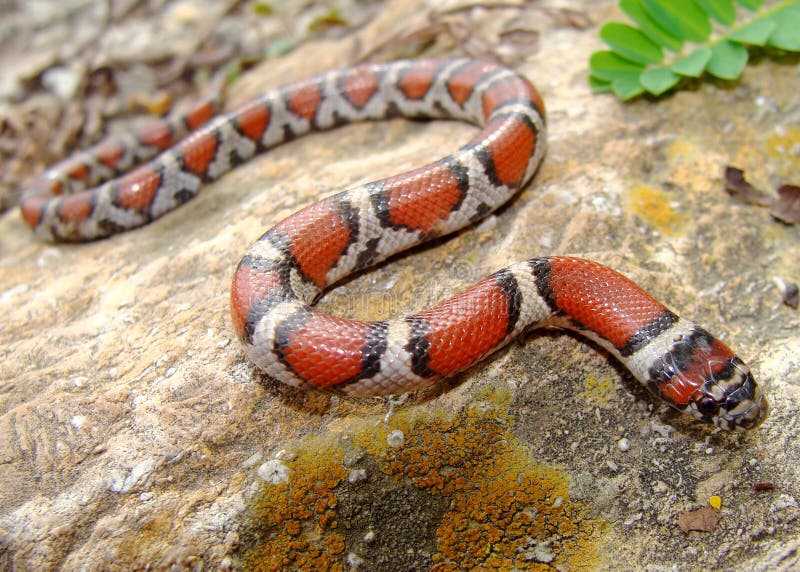 Red Milk Snake, Lampropeltis triangulum syspila royalty free stock photography