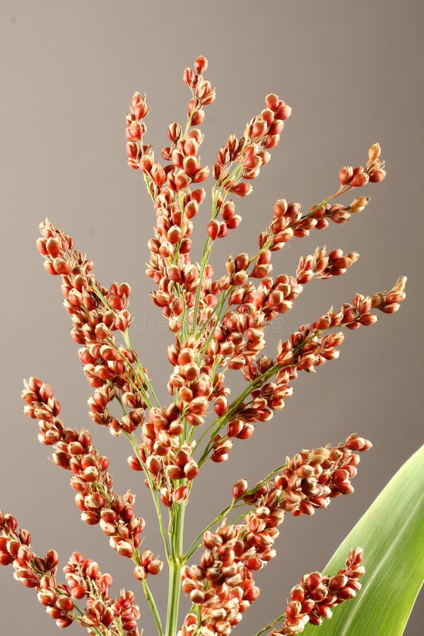Millet Plant Stock Images Download 4,438 Royalty Free Photos