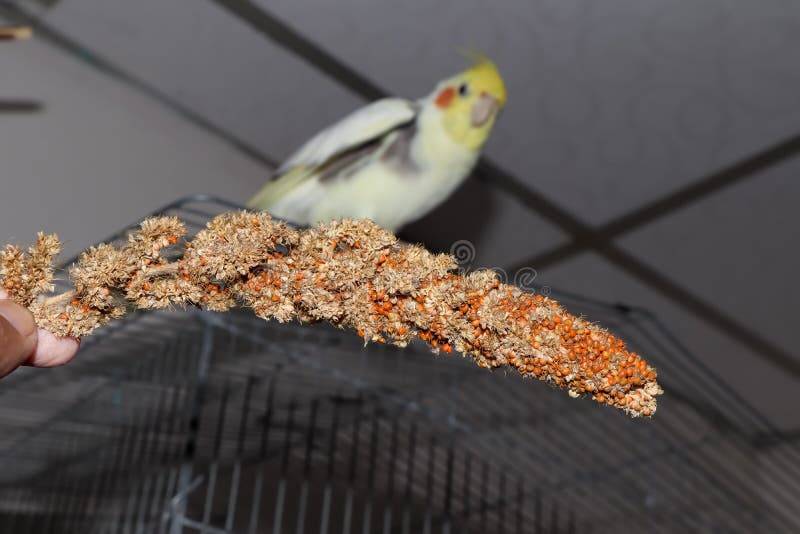235 Birds Eating Millet Stock Photos Free & RoyaltyFree Stock Photos