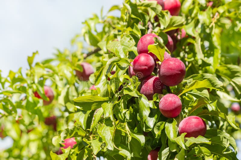 Red Mirabelle Plums Ripening on Plum Tree Stock Image Image of