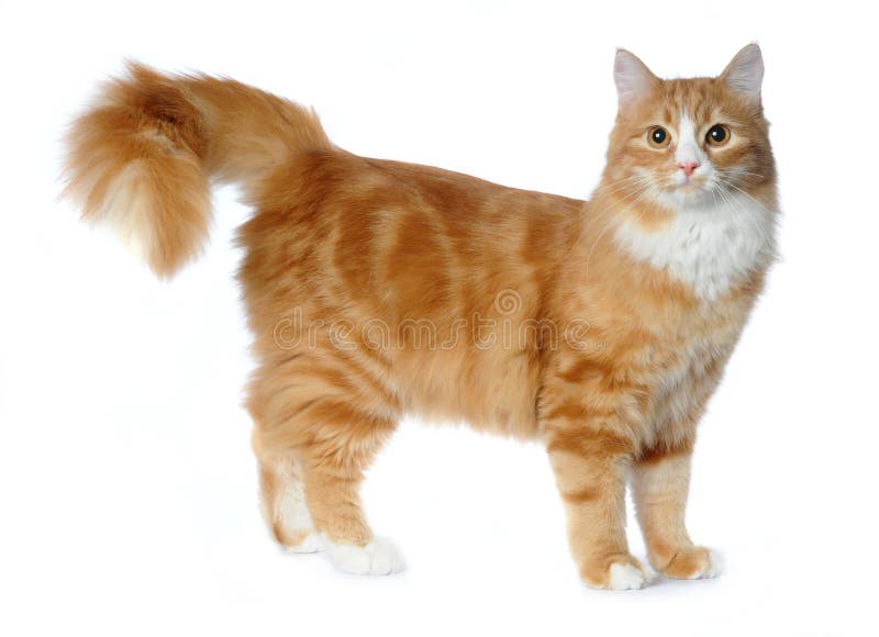 Red mixed-breed cat isolated on white