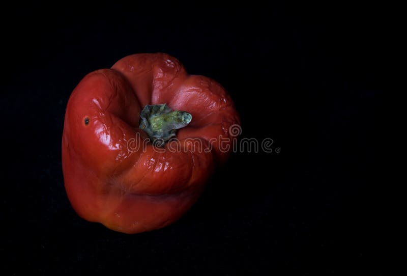 Red Moldy Pepper on a Black Background Stock Photo Image of fungi