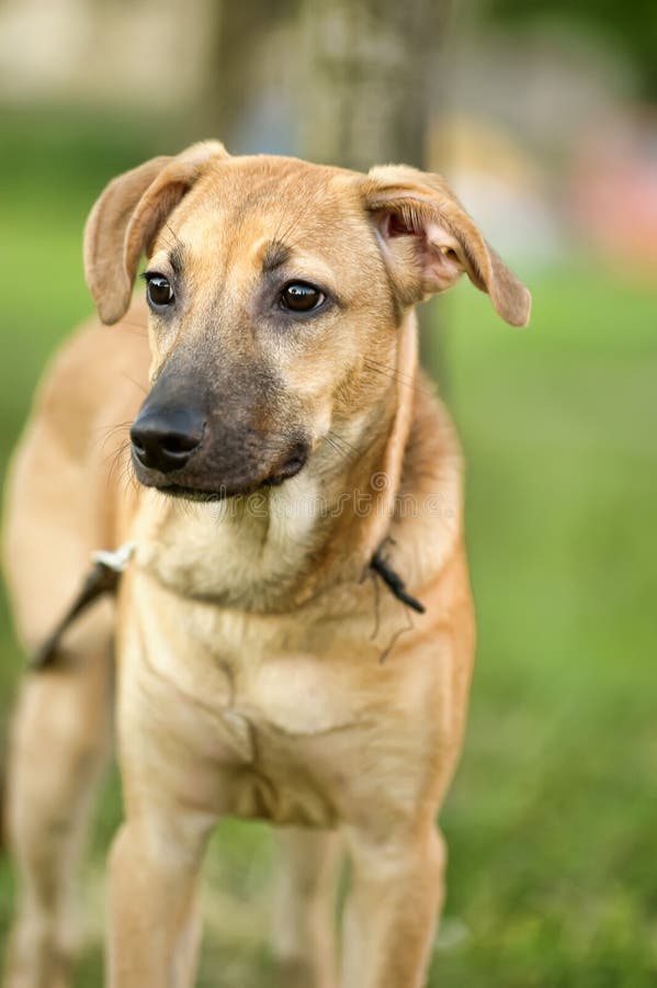 Red mongrel dog stock photo. Image of cute, face, lateral - 25997664