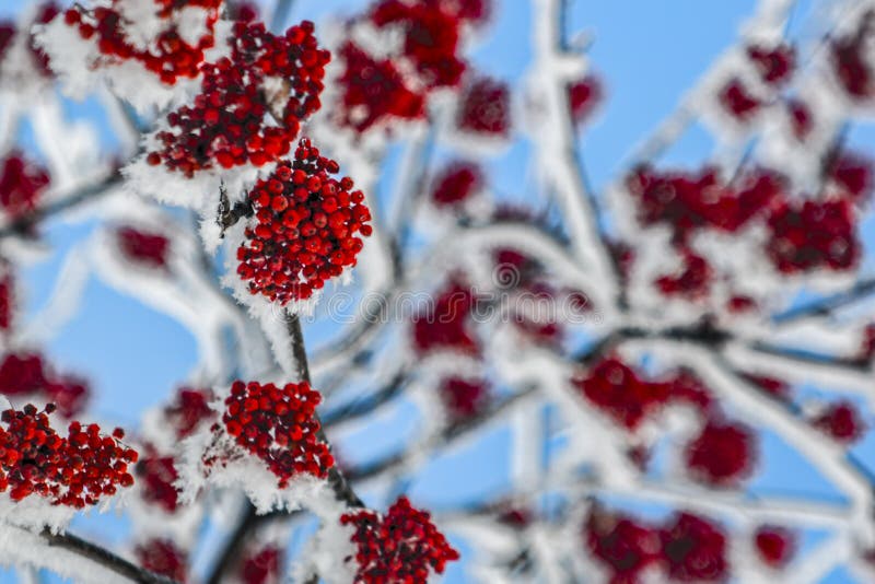 red mountain ash on the branches of a tree in the snow on sky background macro