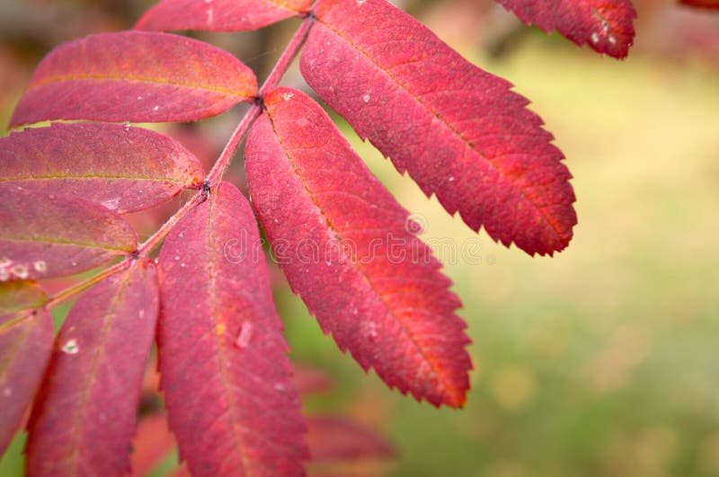 Red Mountain Ash Leaf royalty free stock image Red Mountain Ash Leaf royalty free stock image