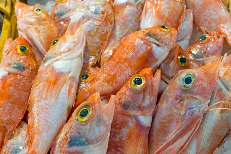 Red mullet fish for sale stock photo. Image of fishery 29004608