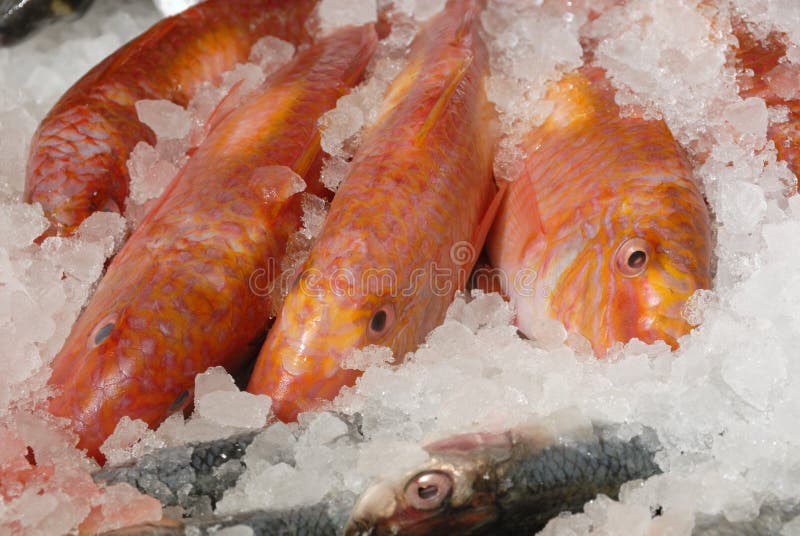 Kinmedai Or Golden Eye Snapper On Ice One Of Popular Fish For Making  Sashimi Japanese Delicacy Of Very Fresh Raw Fish Sliced Into Thin Pieces  Stock Photo - Download Image Now - iStock