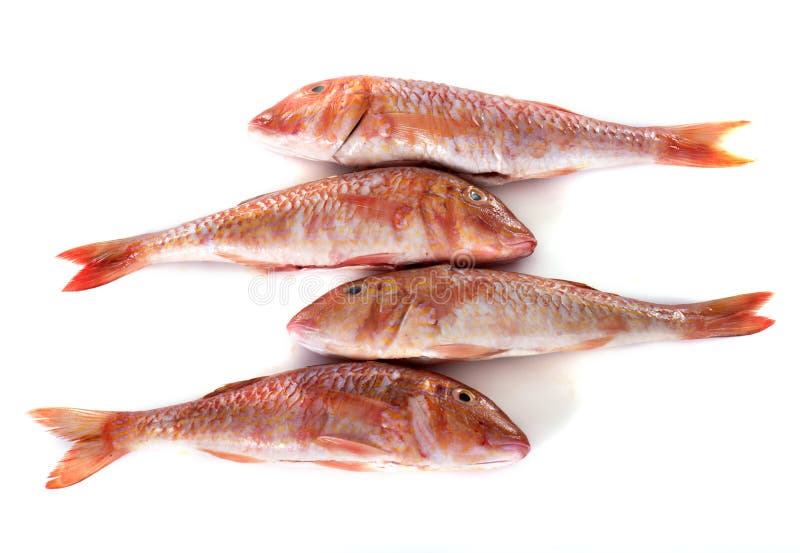 Red Mullet, Snapper and Other Fish for Sale Stock Photo Image of