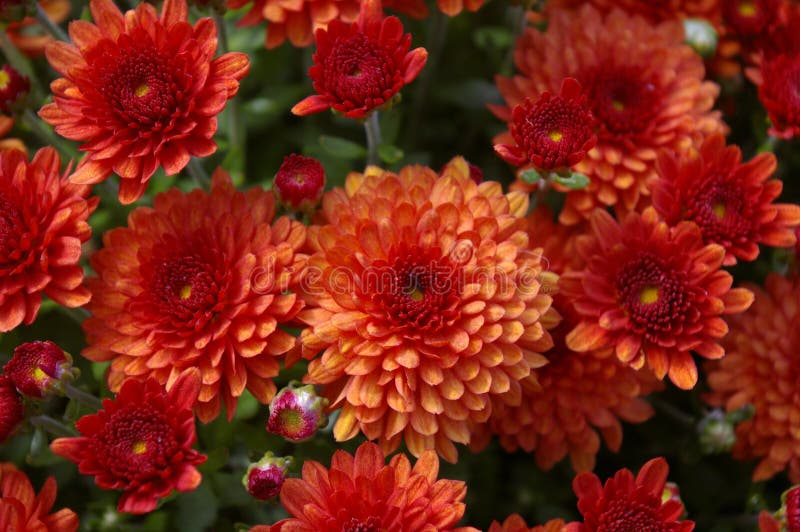 Red mums in the fall stock photo. Image of midwest, bright 60727924