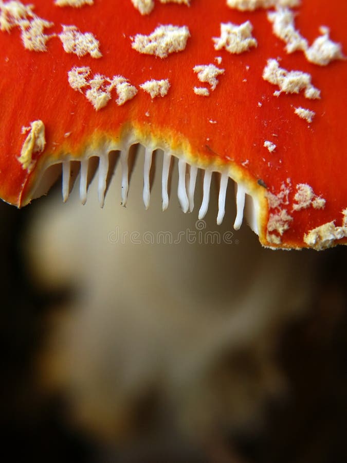 Red mushroom macro