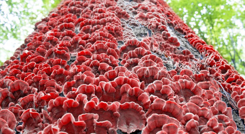 Red mushrooms on the bark of a tree