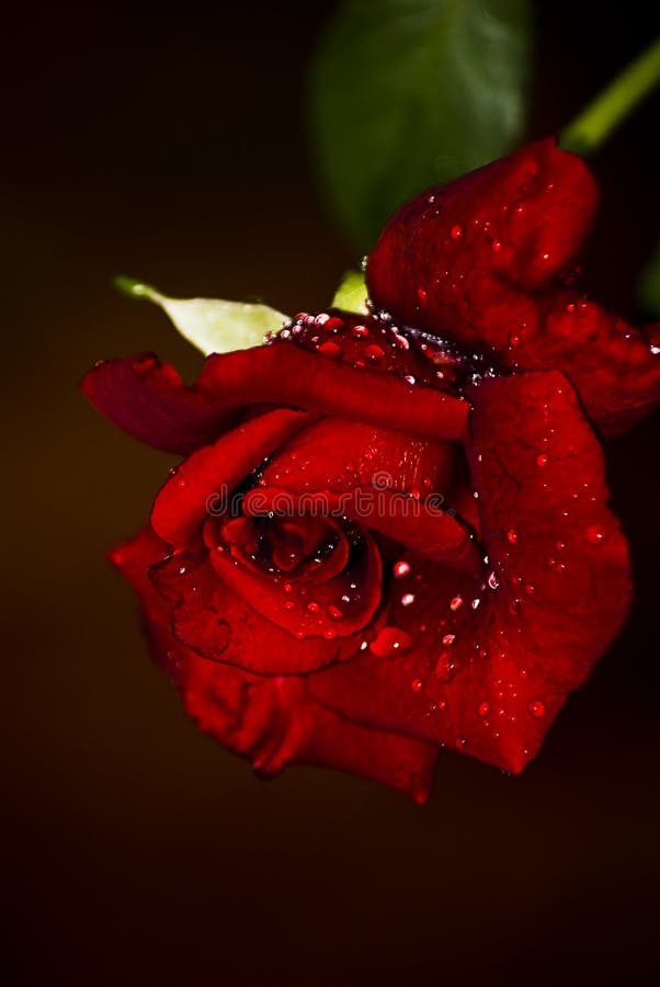 Red  n Fragrant Rose - Hybrid Tea