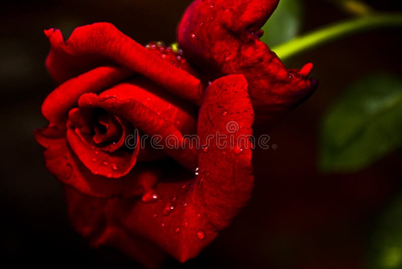 Red  n Fragrant Rose - Hybrid Tea