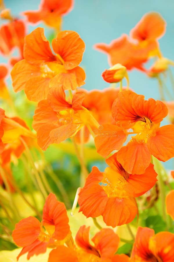 Red nasturtium