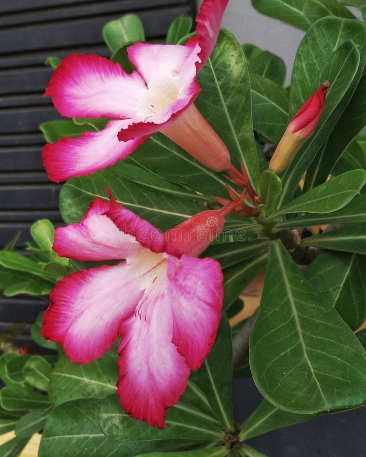 Wallpaper Outdoor Jalanan : Discover now our large variety of topics