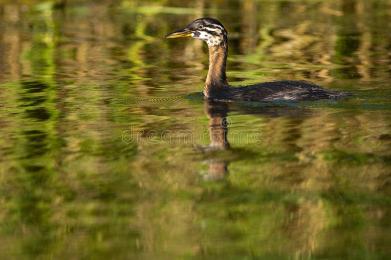 Red Necked Grebe, chick