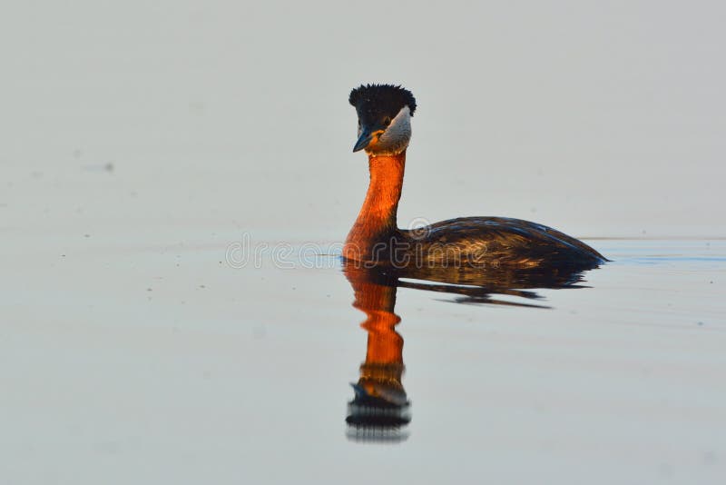 Red Necked Grebe on Water