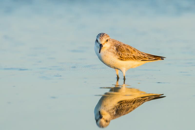 Red-necked Stint