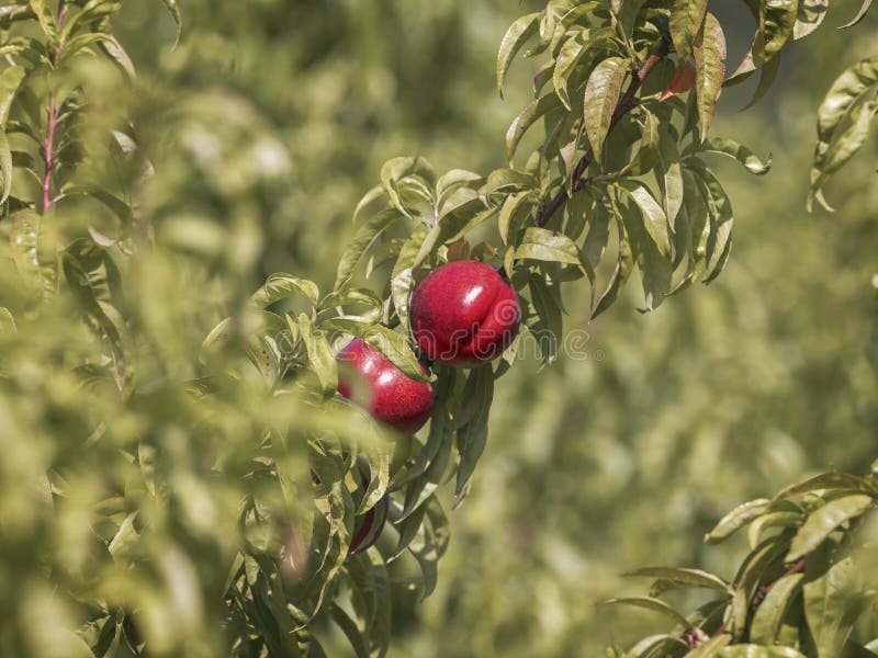 Red Nectarines in a Natural Garden Stock Photo Image of color, food