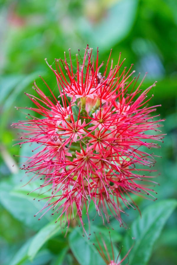 My Batavia Needle Flower English Red needle flower stock image. Image of background, beauty - 25457835