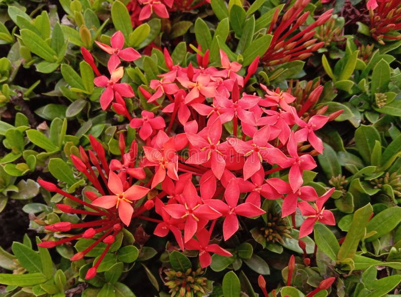 My Batavia Needle Flower English Red Needle Flower is a Shrub Arranged in the Family Rubiaceae. Stock