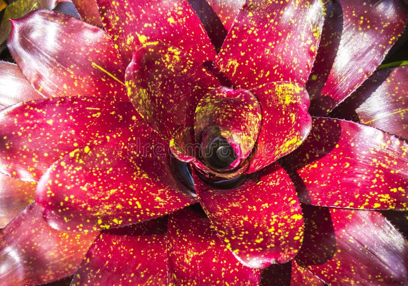 Red Neoregelia Spectabilis Hybrid pineapple plant