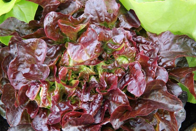 Fresh red oak leaf lettuce