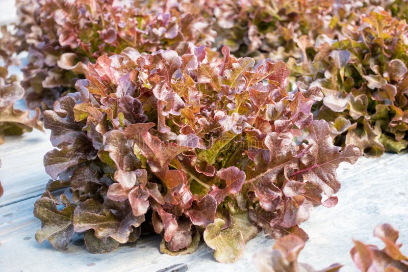 Red Oak leaf lettuce stock image. Image of cameron, garden 109665109