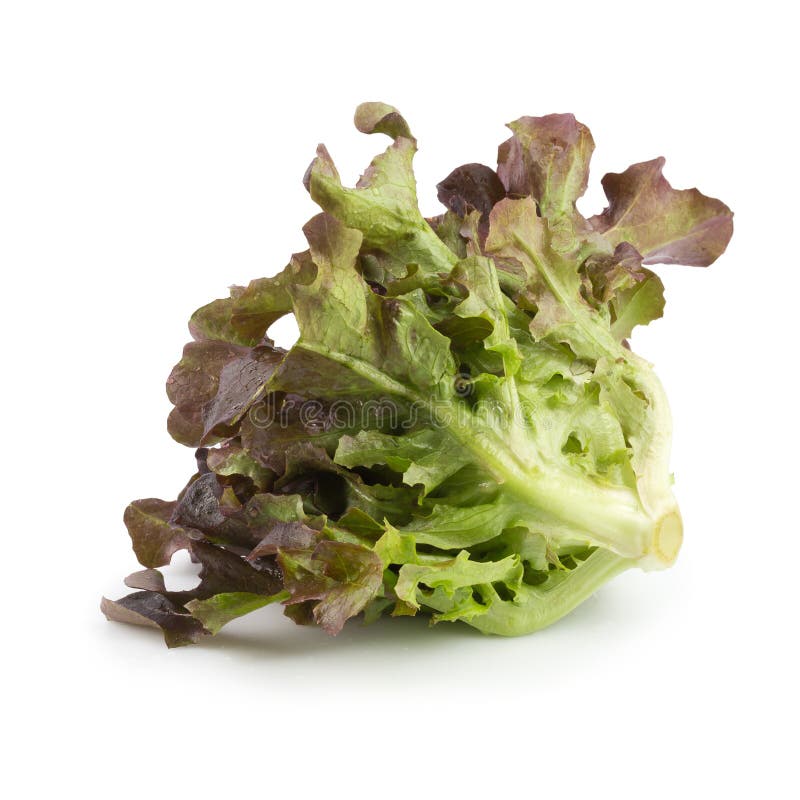 Red Oak Leaf Lettuce Isolated on a White Background Stock Photo Image