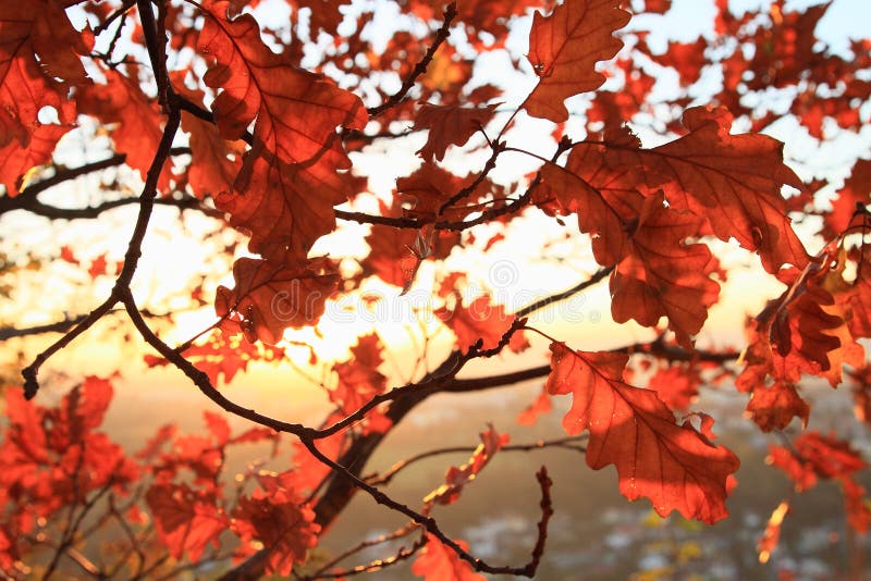 Red oak leaves on sunset