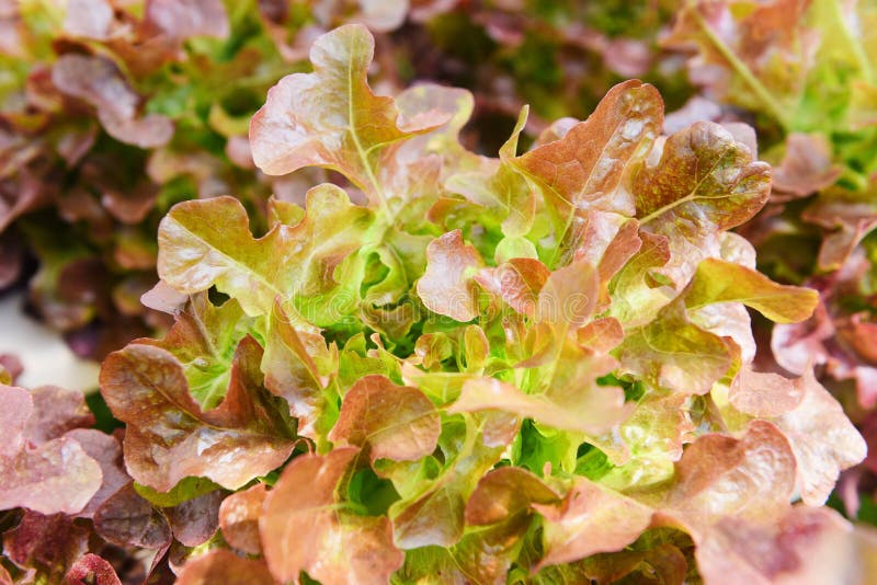 Red Oak Lettuce Salad Growing in the Garden Fresh Vegetable